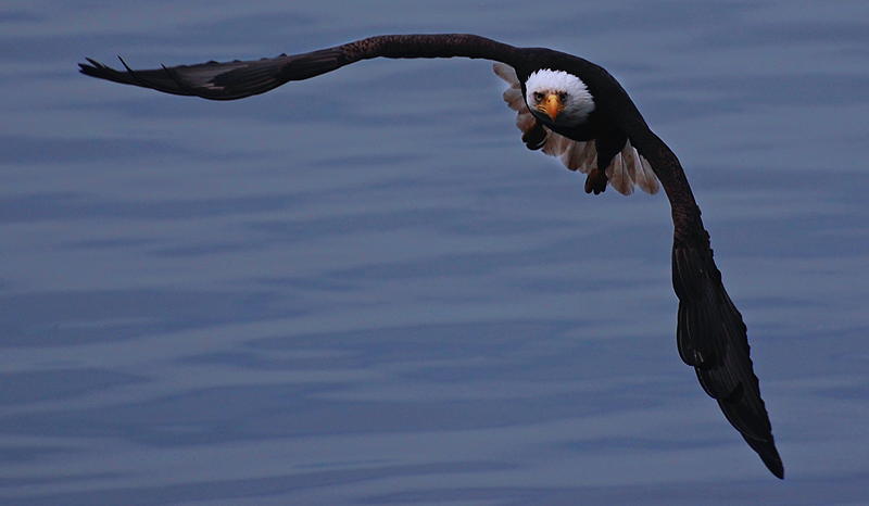 A bald eagle enjoying the wind